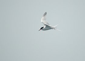 Tern, Roseatte, 2006-07081869 Hyannis, MA